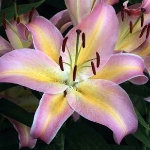 Lilia orientalna Hocus Pocus 1 szt. cebule cebulki lilii lilie - Nasiona i cebule - miniaturka - grafika 1