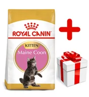 Sucha karma dla kotów - Royal Canin Maine Coon Kitten 10 kg - miniaturka - grafika 1