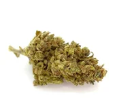 Trafika - Susz konopny z CBD 12% Mango Haze 2g Cbweed - miniaturka - grafika 1