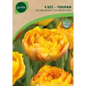 Nasiona i cebule - Tulipan 2Beauty Apeldoorn 11/12 4szt. cebulki kwiatów Geolia - miniaturka - grafika 1