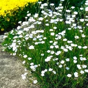 Nasiona i cebule - Dianthus deltoides Goździk Albiflorus 1 szt. doniczka P9 - miniaturka - grafika 1