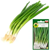 Nasiona i cebule - CEBULA BAJKAL SZCZYPIOR WIELOLETNIA NASIONA BEZ GMO - miniaturka - grafika 1