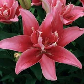 Nasiona i cebule - Lilia azjatycka pełna Double Lady (20/22) 1 szt. cebule cebulki lilii lilie - miniaturka - grafika 1