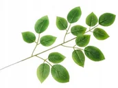 Sztuczne kwiaty - SZTUCZNY LIŚĆ ŁODYGA pik LISTKI RÓŻY do stroika bukietu dekoracji gałązka - miniaturka - grafika 1