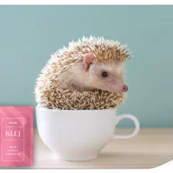 Fototapety - FOTOTAPETA DLA DZIECI JEŻYK SŁODKIE ZWIERZĄTKO TAPETA DZIECIĘCA 450x315 - miniaturka - grafika 1