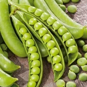 Nasiona i cebule - GROCH SIEWNY ŁUSKOWY SZEŚCIOTYGODNIOWY NASIONA WARZYW p.DE80016120215833 ST; - miniaturka - grafika 1