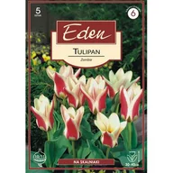 Nasiona i cebule - Tulipan Fostera Zombie 5 sztuk Eden - miniaturka - grafika 1