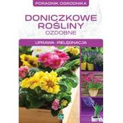 DRAGON DONICZKOWE ROŚLINY OZDOBNE / wysyłka w 24h od 3,99