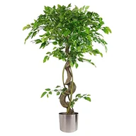 Sztuczne drzewka - Leaf Realistyczne sztuczne japońskie drzewo Fruticosa Ficus, skręcone srebro, 120 cm - miniaturka - grafika 1