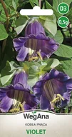 Nasiona i cebule - Kobea pnąca Violet nasiona 0,5g nasiona - WegAna - miniaturka - grafika 1