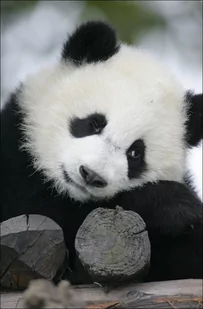 Galeria Plakatu, Plakat, Wielka Panda, 40x60 cm - Plakaty - miniaturka - grafika 1