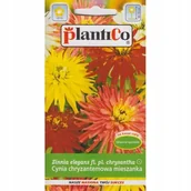 Nasiona i cebule - Nasiona Cynia Wytw. Chryzantem. Glamour Girls 1 Gram Plantico - miniaturka - grafika 1