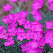 Nasiona i cebule - Goździk siny Różowy (Dianthus gratianopolitanus) Doniczka 0.5L - miniaturka - grafika 1