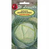 Nasiona i cebule - Kapusta głowiasta biała - Kamienna Głowa - miniaturka - grafika 1