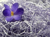 Folia, papier śniadaniowy, serwetki - Wypełniacz Naturalny Dekoracyjny Jasny Fiolet - miniaturka - grafika 1