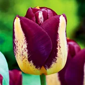 Nasiona i cebule - Tulipan Kolekcjonera Boston 5 szt Tulipany cebule - miniaturka - grafika 1