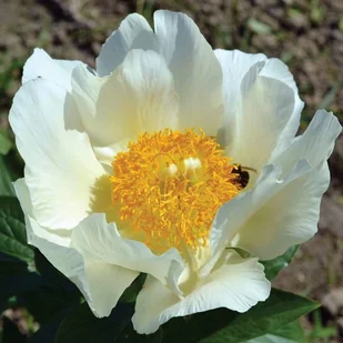 Paeonia Piwonia chińska Moonrise 1 szt. - Nasiona i cebule - miniaturka - grafika 1