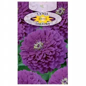 Nasiona i cebule - CYNIA DALIOWA FIOLETOWA NASIONA - miniaturka - grafika 1