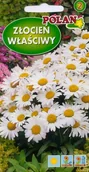 Nasiona i cebule - Złocień właściwy biały 2 g POLAN - miniaturka - grafika 1