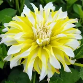 Nasiona i cebule - Dalia dekoracyjna Calgary Flame 1 szt. - miniaturka - grafika 1