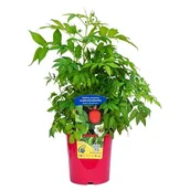 Kwiaty doniczkowe - Malinotruskawka 30 cm C2 - miniaturka - grafika 1