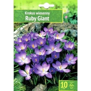 Crocus - Krokus Ruby Giant 10 Szt. - Nasiona i cebule - miniaturka - grafika 1