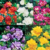 Nasiona i cebule - Zestaw Frezja Pełna 5 odmian 50 szt - miniaturka - grafika 1