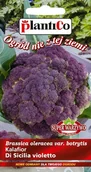 Nasiona i cebule - NASIONA Kalafior Di Sicilia Violetto 0,2g PLANTICO Fioletowy 402652 - miniaturka - grafika 1