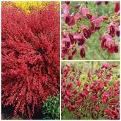 Kwiaty doniczkowe - Żarnowiec Miotlasty Różowo-Czerwony Boskoop Ruby Sadzonki Duża Doniczka 2L - miniaturka - grafika 1