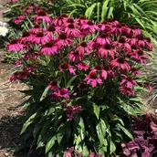 Nasiona i cebule - Jeżówka ‘Purple Emperor’ - miniaturka - grafika 1