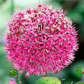 Nasiona i cebule - Allium Czosnek polski Stipitatum 1 szt. 20/22 cebule cebulki - miniaturka - grafika 1