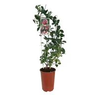 Kwiaty doniczkowe - Wiciokrzew C4 mix - miniaturka - grafika 1