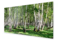 Dekoracje domu - Panel kuchenny HOMEPRINT Brzozowy las latem 100x50 cm - miniaturka - grafika 1