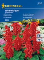 Nasiona i cebule - Szałwia Błyszcząca Johannisfeuer - miniaturka - grafika 1