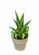 Kwiaty doniczkowe - Sansevieria sansewieria Tough Lady P10 - miniaturka - grafika 1