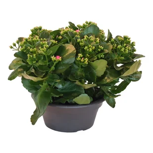 Żyworódka Kalanchoe Bella Rosa 30 cm - Nasiona i cebule - miniaturka - grafika 1