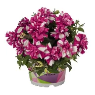 Kwiaty doniczkowe - Petunia o pełnych kwiatach "Origami" - miniaturka - grafika 1
