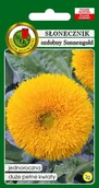 Nasiona i cebule - Słonecznik ozdobny niski Sonnengold 2 g PNOS - miniaturka - grafika 1