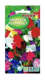 Nasiona i cebule - Groszek pachnący zestaw kolorów 3 g POLAN - miniaturka - grafika 1