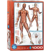Puzzle - Eurographics Puzzle 1000 The Muscular System 6000-2015 - - miniaturka - grafika 1