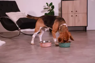 ZOLUX Antypoślizgowa miska dla psa FOOD kol. zielony 1700ML - Miski dla psów - miniaturka - grafika 6