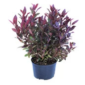 Kwiaty doniczkowe - Kiścień, wys.25-35 cm, don.2 l - miniaturka - grafika 1