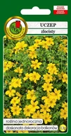Nasiona i cebule - UCZEP ZŁOCISTY 0,3g - miniaturka - grafika 1