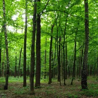 Fototapety - Fototapeta zalesiony krajobraz zielonym - 360 x 254 cm - SANDERS & SANDERS - miniaturka - grafika 1