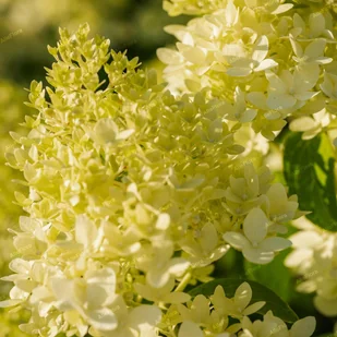 Hortensja bukietowa 'Candlelight' (Hydrangea paniculata) Doniczka 2.0L - Kwiaty doniczkowe - miniaturka - grafika 1