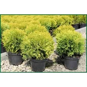 Sadzonki drzew krzewów - Żywotnik occidentals David wys. 15-20 cm don. 2 l - miniaturka - grafika 1