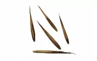 Nasiona i cebule - Nasiona Bambus Mrozoodporny Phyllostachys bambusa - miniaturka - grafika 1