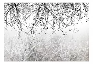 Fototapeta - Naturalna jasność (rozmiar 100x70) - Fototapety - miniaturka - grafika 1