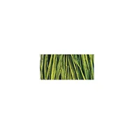 Rękodzieło - Rayher 5215085 Naturbast, wiązka 25 g, kolor zielony kukurydziany - miniaturka - grafika 1