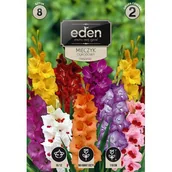 Nasiona i cebule - Mieczyk mix 8 sztuk Eden - miniaturka - grafika 1